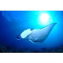 Manta alfredi (Krefft, 1868)