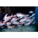 Lutjanus adetii (Castelnau, 1873)