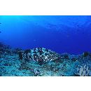 Epinephelus polyphekadion (Bleeker, 1849)