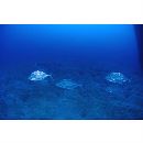 Carangoides chrysophrys (Cuvier, 1833)