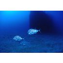 Carangoides chrysophrys (Cuvier, 1833)