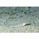 Synodus dermatogenys Fowler, 1912