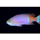 ペインテッド・アンティアス