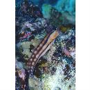 Ecsenius fourmanoiri Springer, 1972