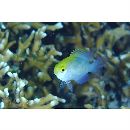 Pomacentrus aurifrons Allen, 2004