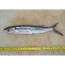 Cypselurus antoncichi Woods et Schultz, 1953