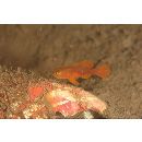 Lubricogobius sp. 2 cf. Lubricogobius exiguus Tanaka, 1915