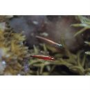 Eviota nigriventris Giltay, 1933