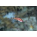 Paracheilinus carpenteri Randall et Lubbock, 1981