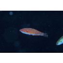 Paracheilinus carpenteri Randall et Lubbock, 1981