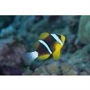 Amphiprion chrysopterus Cuvier, 1830