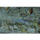 Tryssogobius sarah Allen et Erdmann, 2012