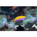 Pseudanthias bartlettorum (Randall et Lubbock, 1981)