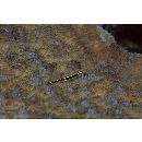 Eviota sebreei Jordan et Seale, 1906