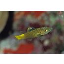 Belonoperca chabanaudi Fowler et Bean, 1930