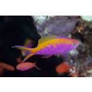 Pseudanthias bartlettorum (Randall et Lubbock, 1981)