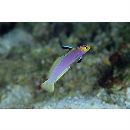 Nemateleotris helfrichi Randall et Allen, 1973