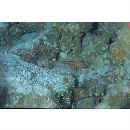 Liopropoma tonstrinum Randall et Taylor, 1988