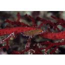 Halichoeres melasmapomus Randall, 1980