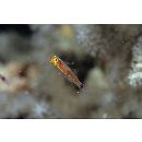 Trimma nasa Winterbottom, 2005