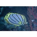 Chaetodon meyeri Bloch et Schneider, 1801