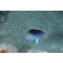 Chrysiptera rollandi (Whitley, 1961)