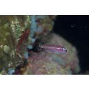 Eviota bifasciata Lachner et Karnella, 1980