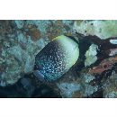 Chaetodontoplus poliourus Randall et Rocha, 2009