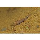 Asterropteryx ovata Shibukawa et Suzuki, 2007