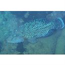 Cheilinus undulatus Ruppell, 1835