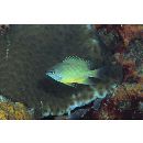 Chrysiptera oxycephala (Bleeker, 1877)