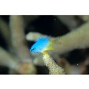 Chrysiptera oxycephala (Bleeker, 1877)