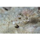 Signigobius biocellatus Hoese et Allen, 1977