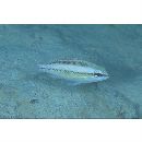 Scolopsis margaritifera (Cuvier, 1830)