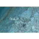 Amblyeleotris gymnocephala (Bleeker, 1853)