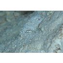 Cryptocentrus inexplicatus (Herre, 1934)