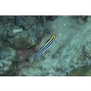 Meiacanthus grammistes (Valenciennes, 1836)