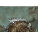 Parapercis lineopunctata Randall, 2003