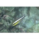 Scolopsis margaritifera (Cuvier, 1830)