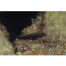 Eviota lachdeberei Giltay, 1933