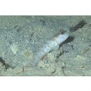 Cryptocentrus inexplicatus (Herre, 1934)