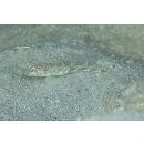 Vanderhorstia sp. 4 of Suzuki in Senou, ed. (2004)