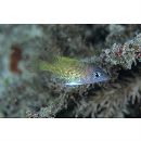 Lethrinus erythracanthus Valenciennes, 1830