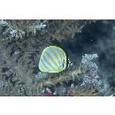 Chaetodon ornatissimus Cuvier, 1831