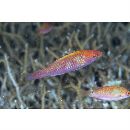 Cirrhilabrus lubbocki Randall et Carpenter, 1980