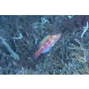 Cirrhilabrus lubbocki Randall et Carpenter, 1980