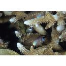 Zoramia gilberti (Jordan et Seale, 1905)