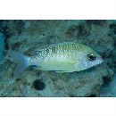 Scolopsis margaritifera (Cuvier, 1830)