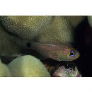 Taeniamia fucata (Cantor, 1850)