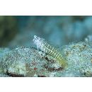 Salarias segmentatus Bath et Randall, 1990